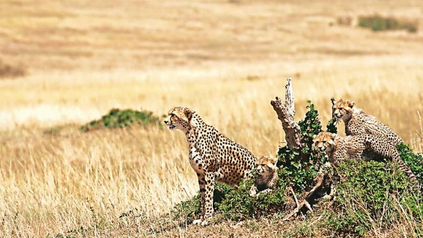 Cheetahs Return: 8 New Big Cats Arrive in India