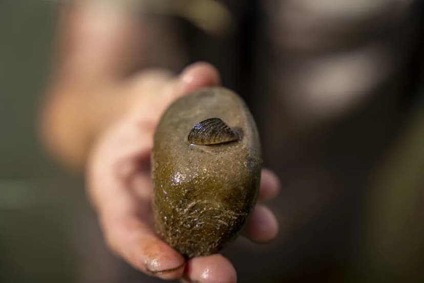 Zebra Mussel Takeover: Colorado Battles Invasive Species Wreaking Havoc in Waterways