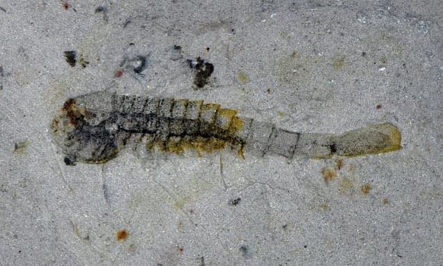 China Fossils: 91 New Species Unearthed!