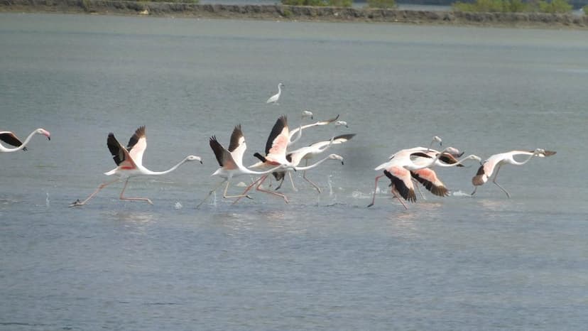 Migratory Birds Flock to Tamil Nadu's Coastal Wetlands