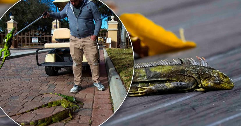 Iguanas Plummet as South Florida Braces for Rare November Chill