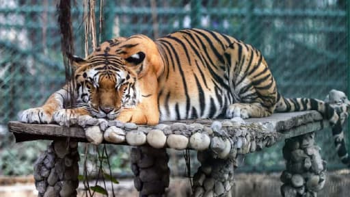 Andhra Tigers Get New Genes from Two States