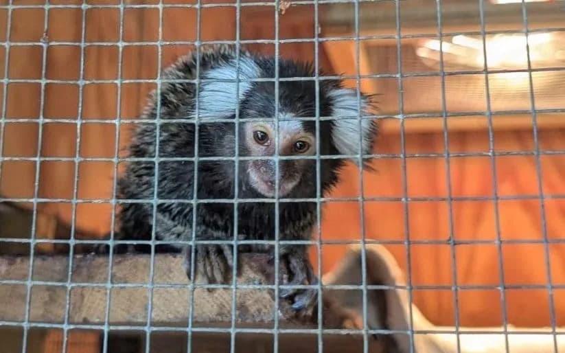 Monkey Left on Bus Finds New Home