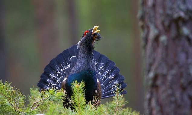 Nature Reserve Expands to Save Endangered Capercaillie