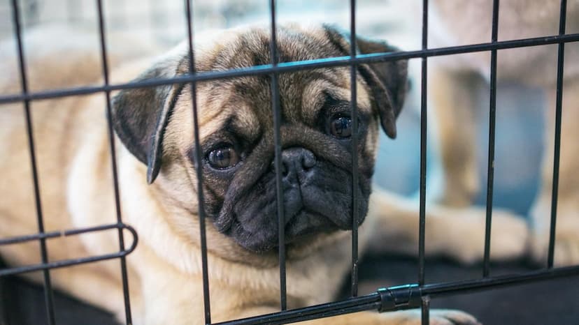 Adorable Pug 'Muffin' Seeks Forever Home This Holiday