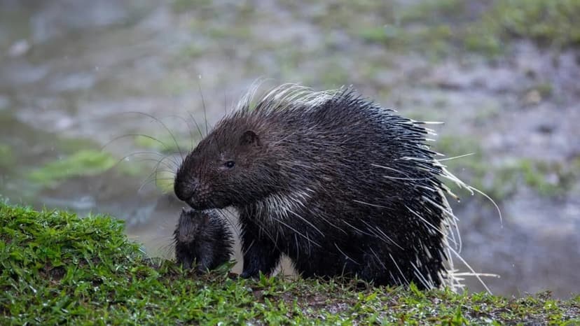 Tiny Porcupines: Adorable 'Porcupettes' Steal Hearts