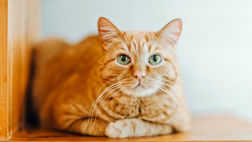 Kitten vs Cat: Adorable Fake Fight Goes Viral!