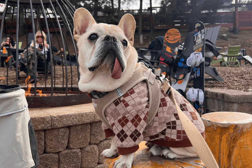 Pet Owners Bypass US Vets for Cheaper Care South