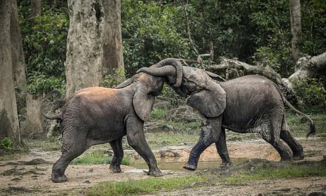 Forest Elephants: Population Up, Still Critically Endangered