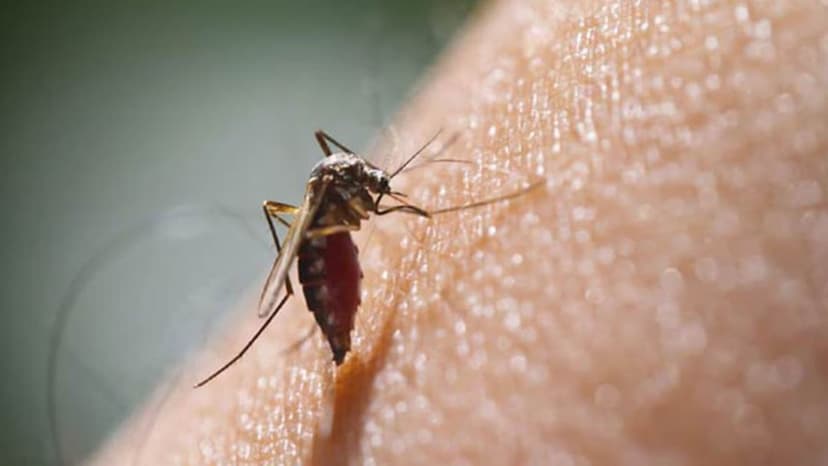 Dengue Alert: Ahmedabad Preps for Monsoon Surge