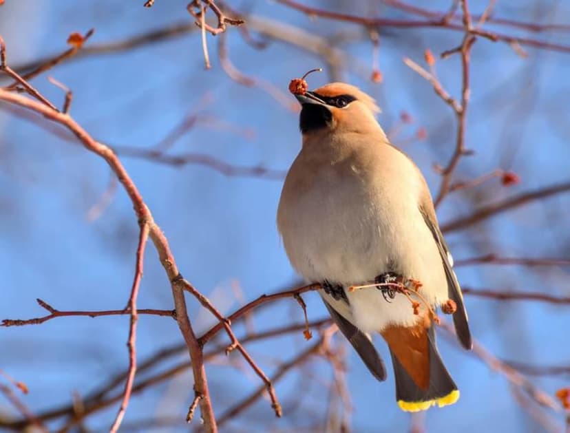 AI Decodes Nature's Secrets from Online Notes