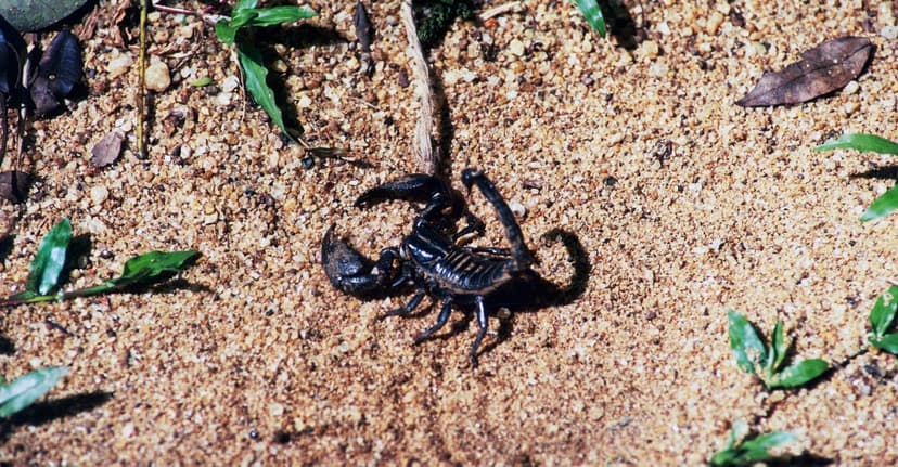 AI Fails Drug Test: Scorpion Antivenom Effort Falls Short