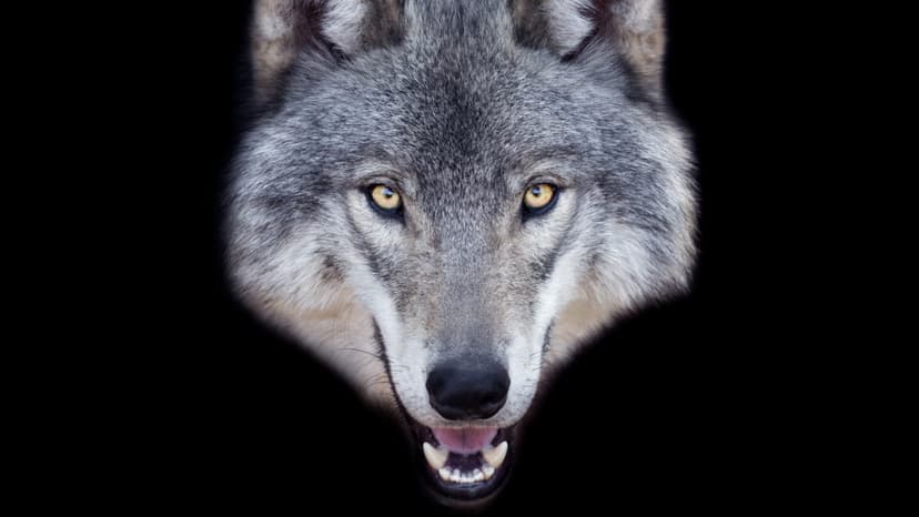 AI Fake Wolf Photo Sparks Manhunt Chaos