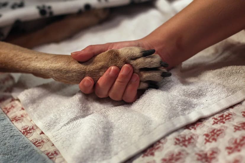 AI Misdiagnoses Dog Cancer, Leads to Death