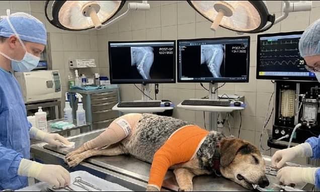 AI Scammers Use Fake Vet Pics to Target Pet Owners