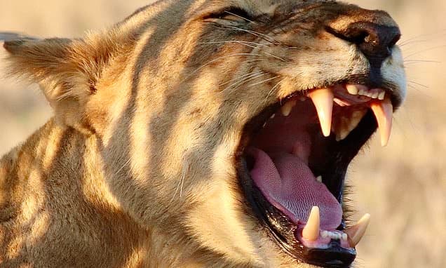 Lions Roar: AI Uncovers Secret Second Sound