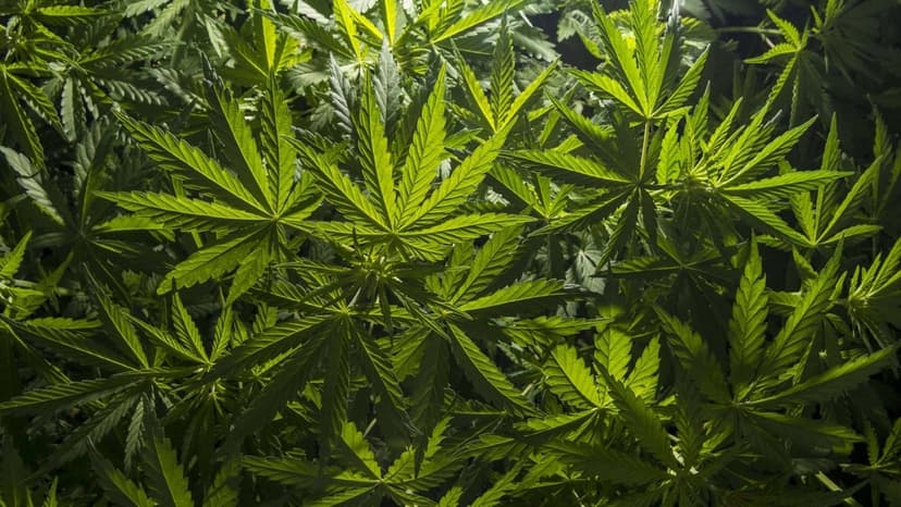 Air India Pilot Held for Marijuana Possession in US