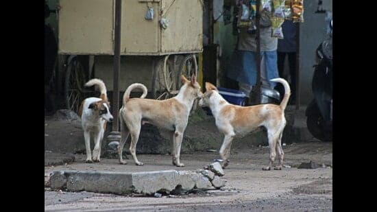 Stray Dogs Terrorize Alandi: 12 Bitten in Hours