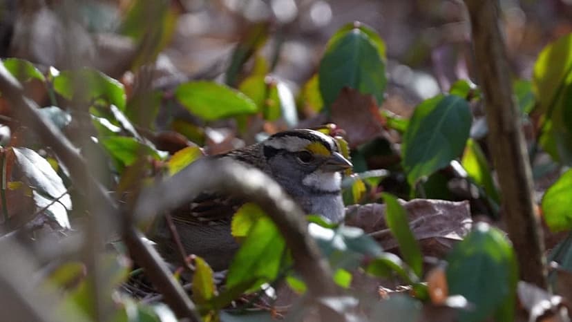 Bird populations plummeting faster than ever