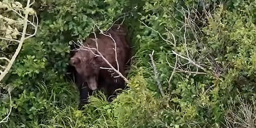 Alaska Hiker Attacked by Brown Bear