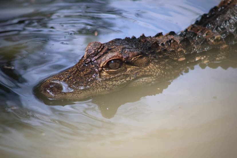 Woman Finds Alligator in Lagoon: A Shocking Dip!