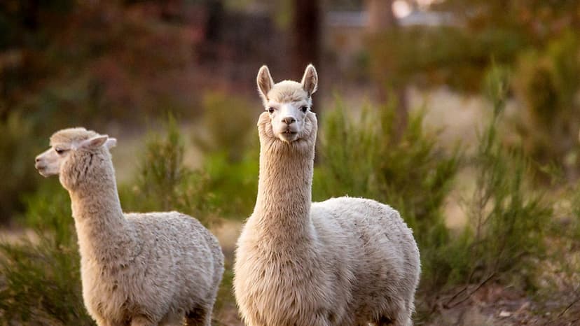 Alpaca Secrets: Survival in Harsh Mountains