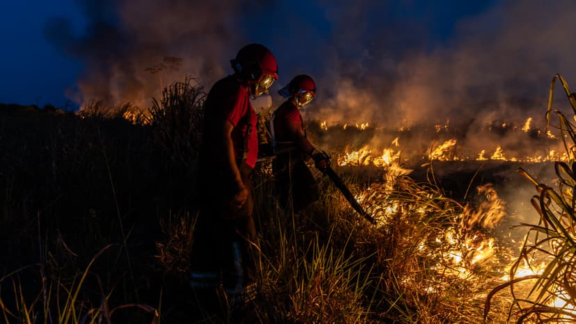 Amazon Burns: Researcher Fights Fires Decades Later