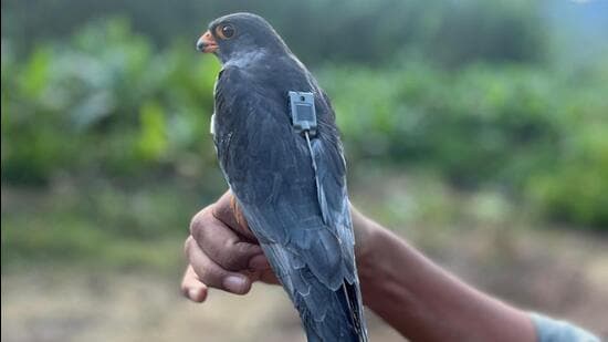 Falcon's Epic 4,750km Nonstop Flight Stuns Scientists