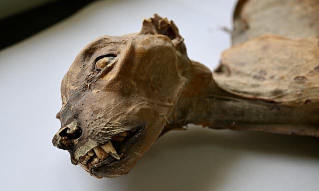Ancient Cheetah Mummies Found in Saudi Caves