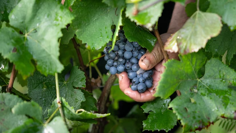 DNA Unlocks Ancient Wine Grape Evolution