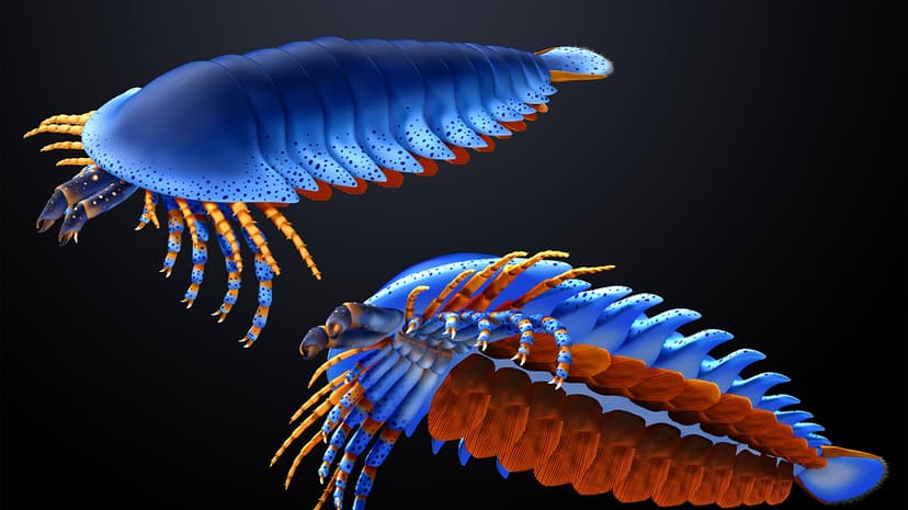 Ancient Pincer Fossil Rewrites Chelicerate History