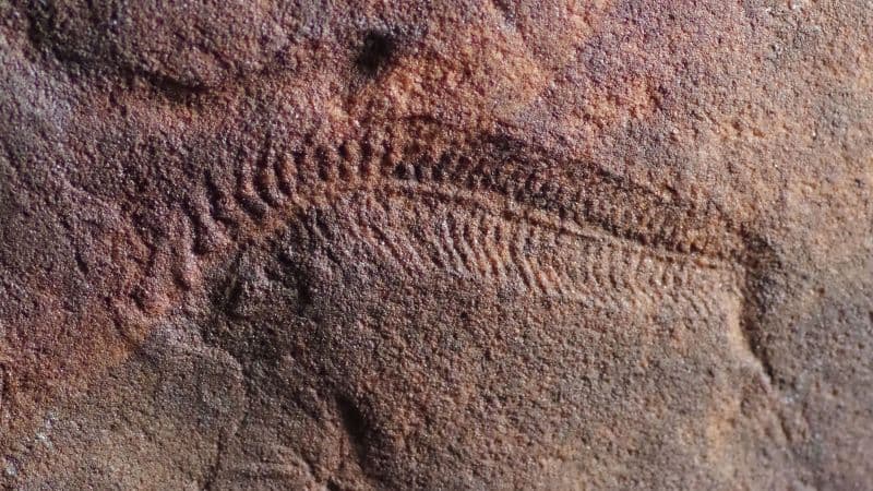 Ancient Worm's 'Handedness' Linked to Modern Traits