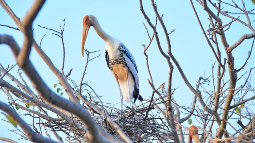 3,000+ Birds Flock to Andhra Village for Nesting Season