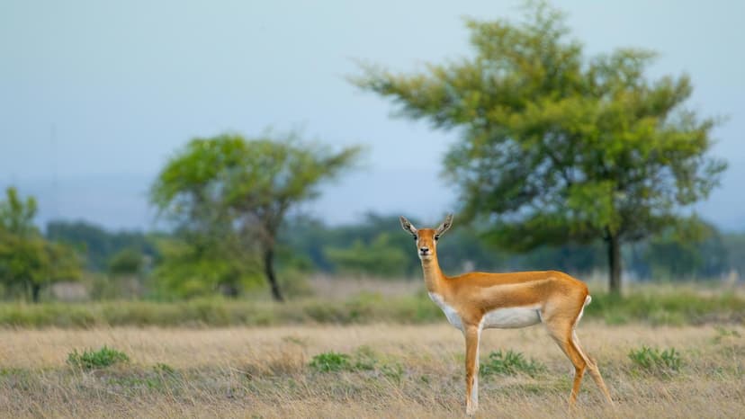 Andhra's Wild Wonders Revealed: Photo Exhibit This Weekend