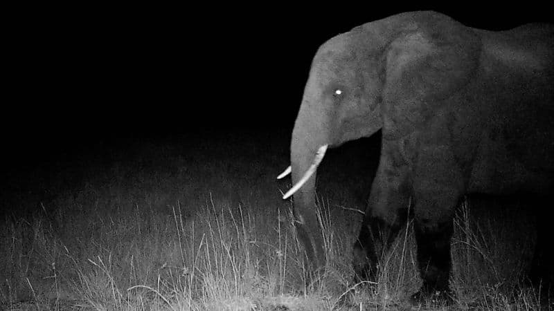 Angola's 'Ghost Elephants' Emerge from Myth to Reality