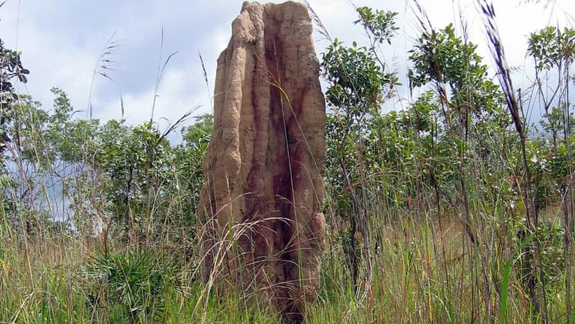 Animal Architects: Tiny Creatures Build Skyscraper-Like Homes