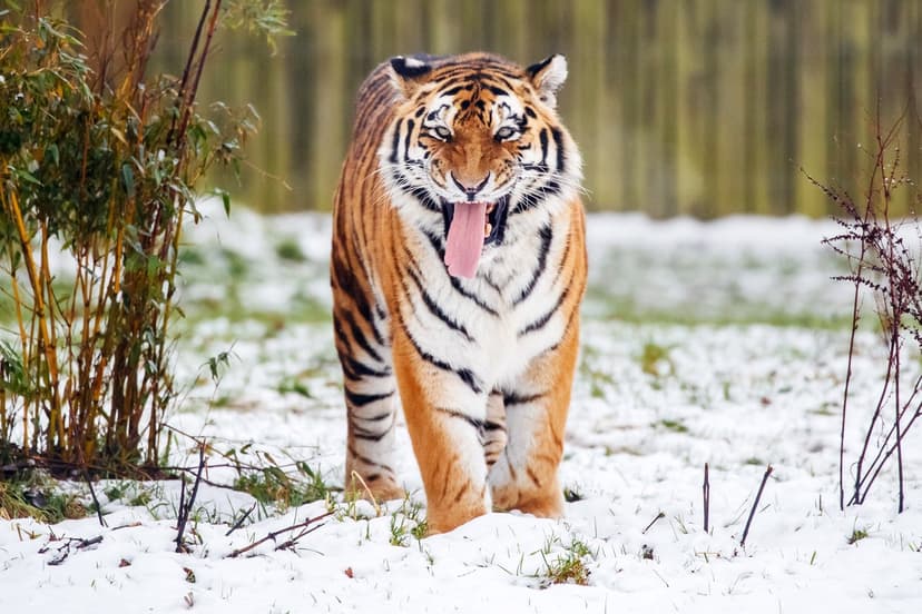 Different Fates: Tiger Spared, Alligator Killed After Fatal Attacks