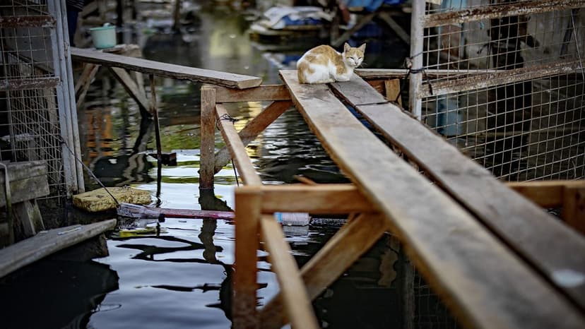 Animals Sense Disasters: The Tsunami Warning