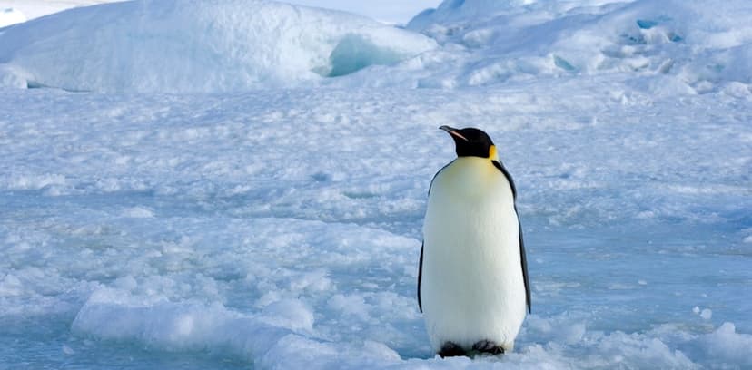 New Radar Tech Reveals Hidden Penguin Colonies