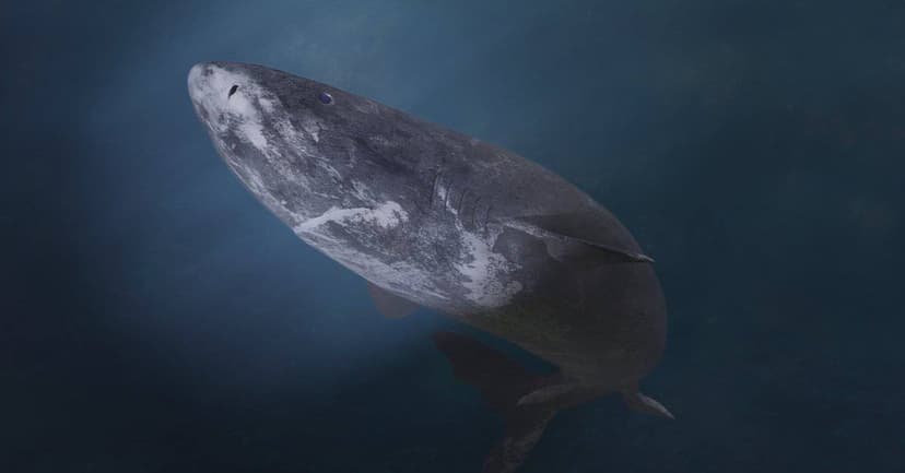 Antarctica's Freezing Waters Host Unlikely Visitor: A Shark!