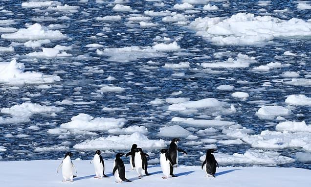 Warming Antarctic Threatens Adelie Penguins