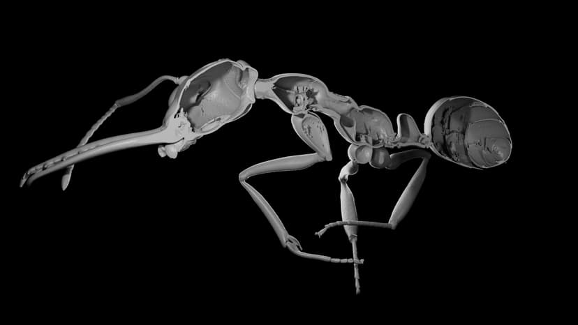 Ants' Tiny Trade-Off: Thinner Shells, Bigger Colonies