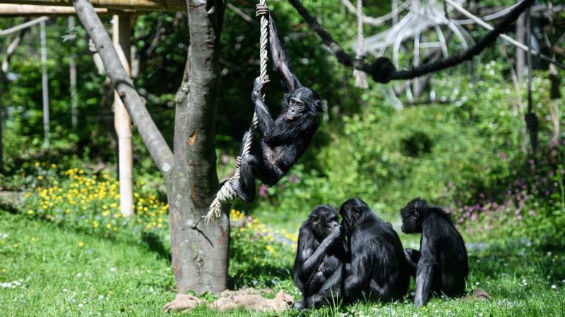 Ape Imagination: Bonobo Kanzi Shows Pretend Play Skills