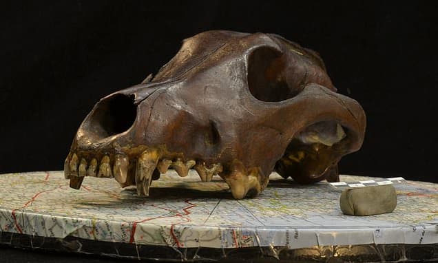 Dogs Diversified Thousands of Years Ago, Challenging Breed Assumptions