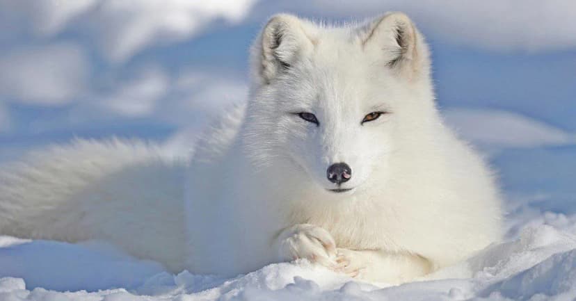 Arctic Fox: Master of Survival
