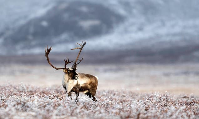 Arctic Journeys: Survival, Culture, and Mystery