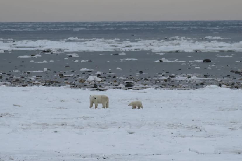 Arctic Bears Adapt: Unexpected Resilience in Barents Sea