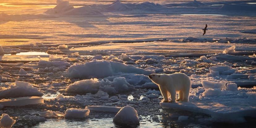 Arctic Bears Thrive: New Footage Debunks Decline Myths