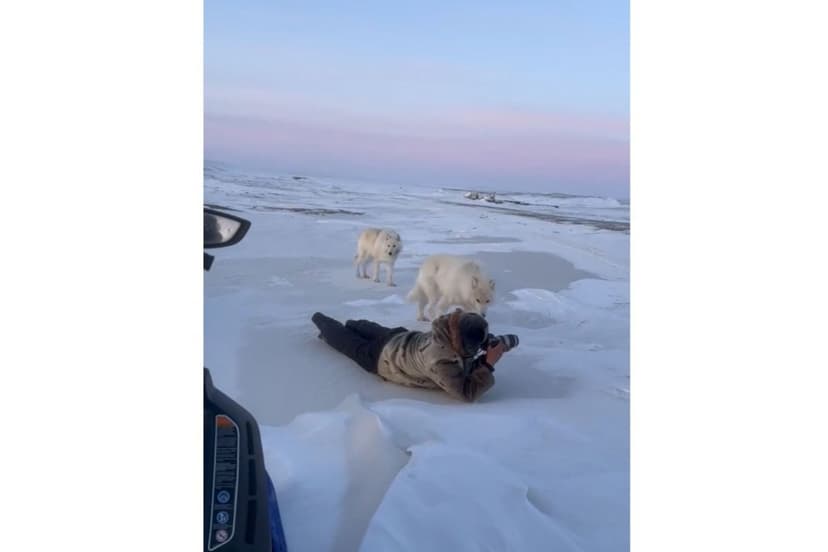 Rare Arctic Wolf Encounter Captures Millions Online