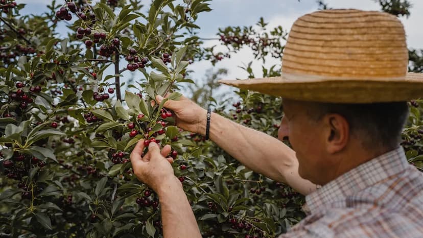 Argentina Cherries Drowned by Record Rain